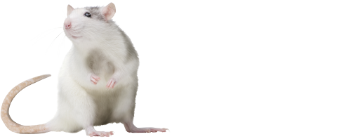 Die Leserattz